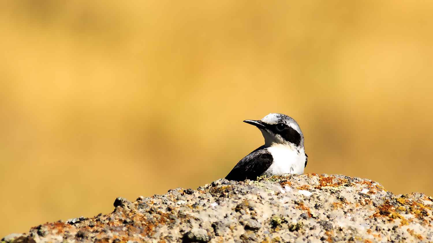Black-eared Wheatear